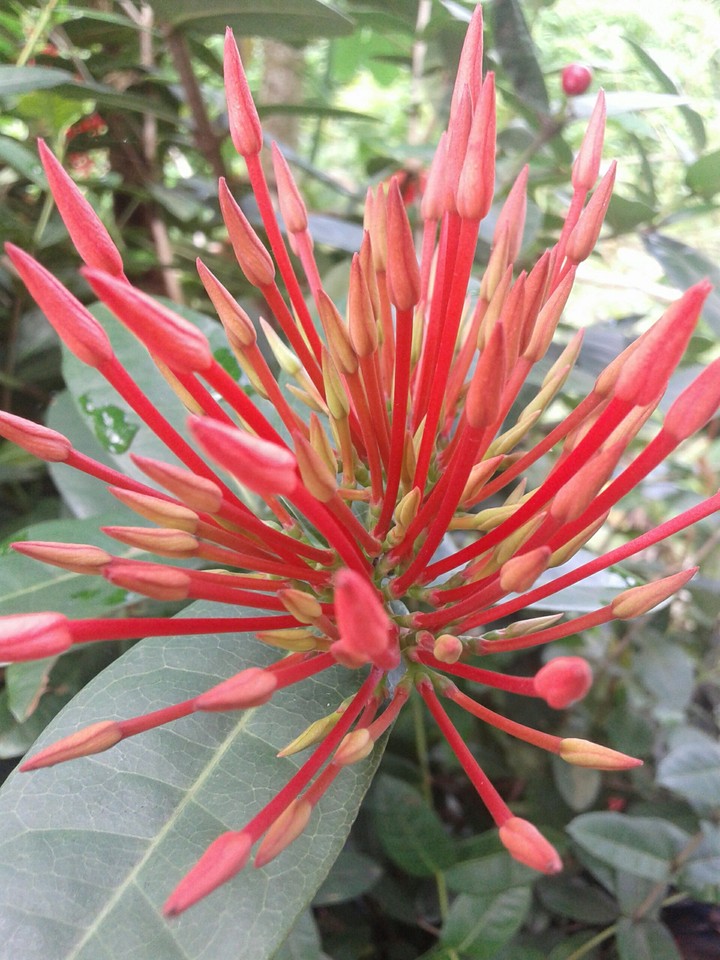 flower