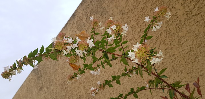 fleurs