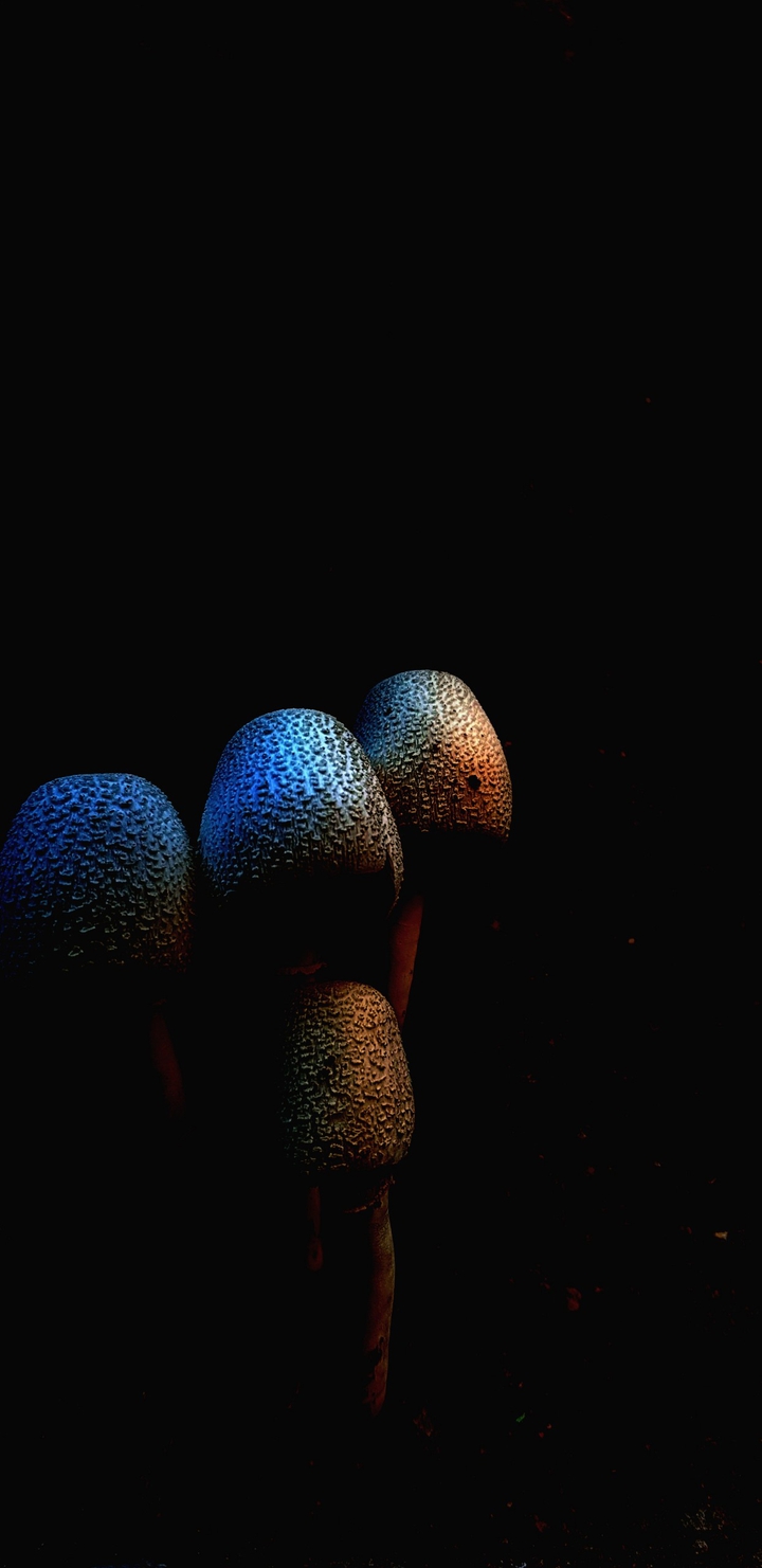 Dark Colors