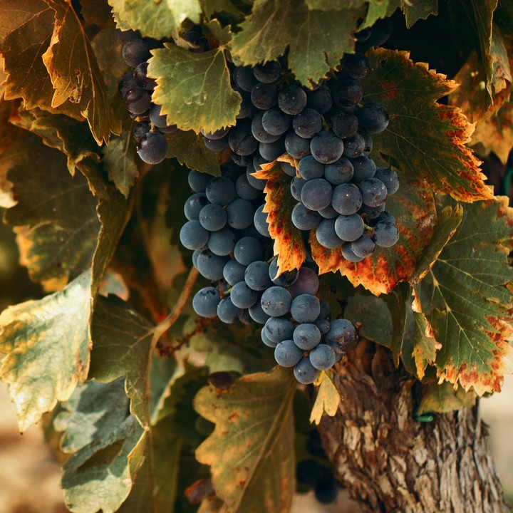 Grapes - by Ali Hamza
