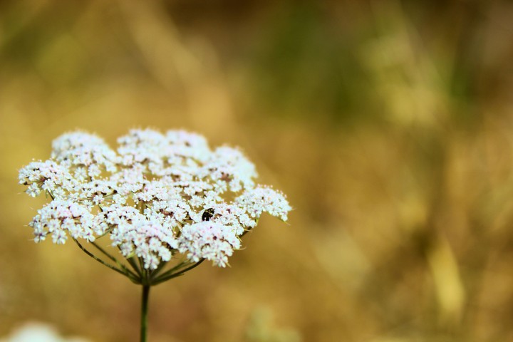 whiteflower