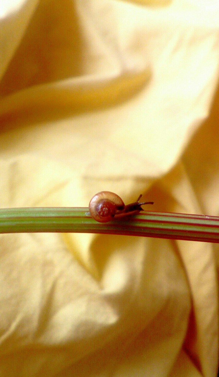 snail•