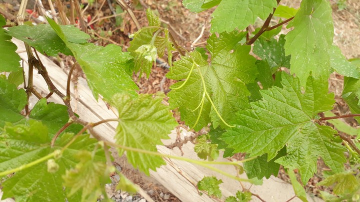 spring