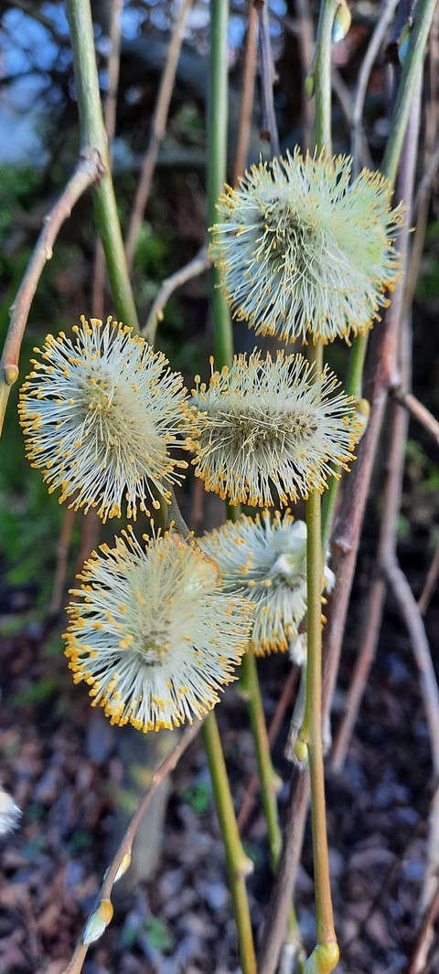 Lamb's tail