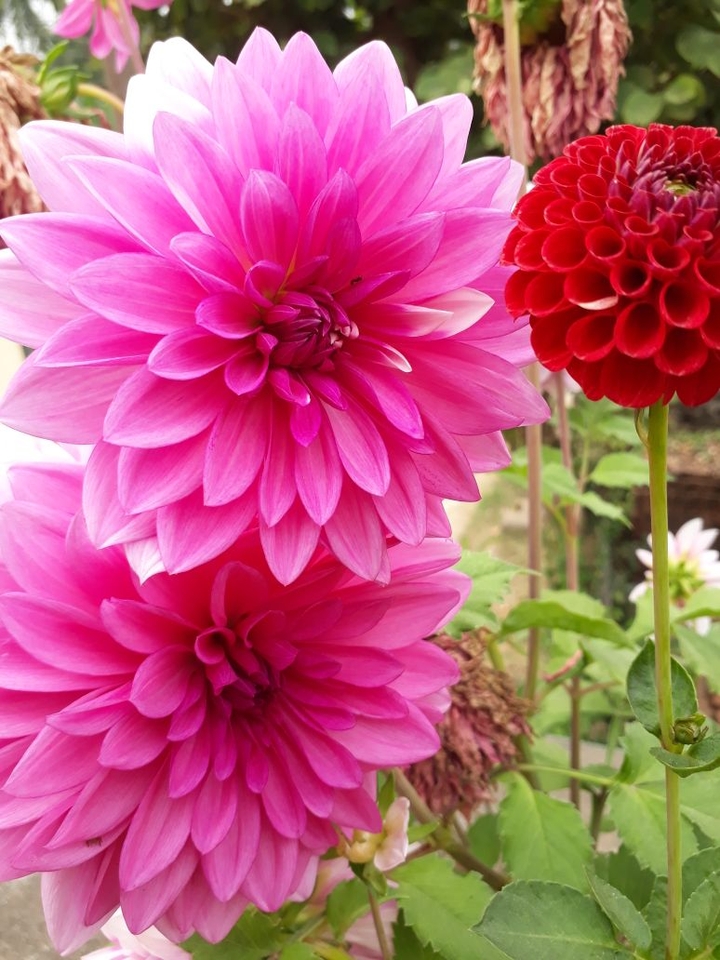 pink dalia