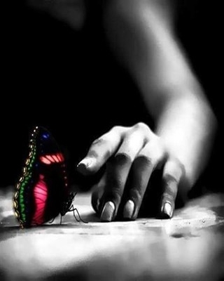 Beauty butterfly