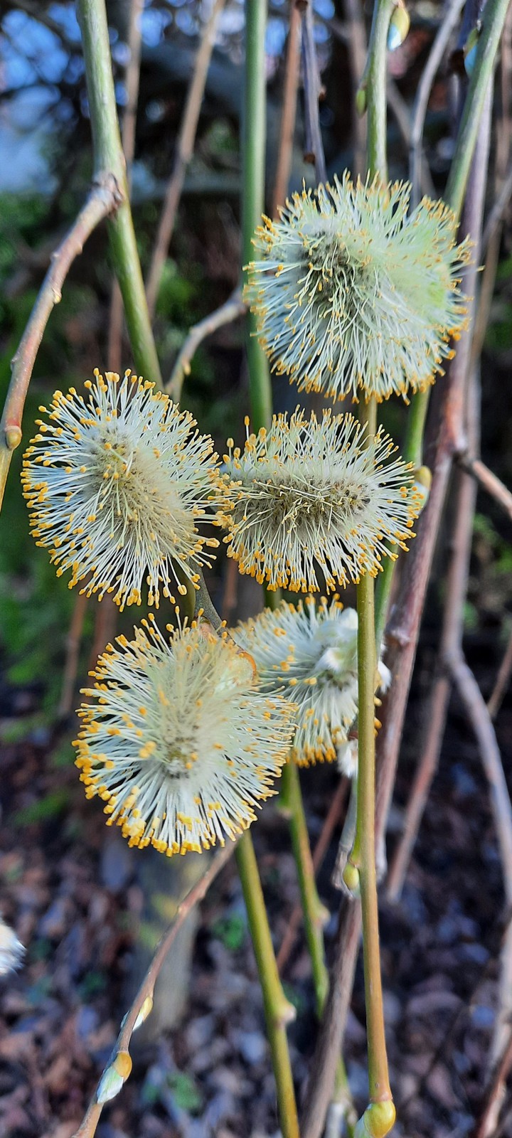 Lamb's tail