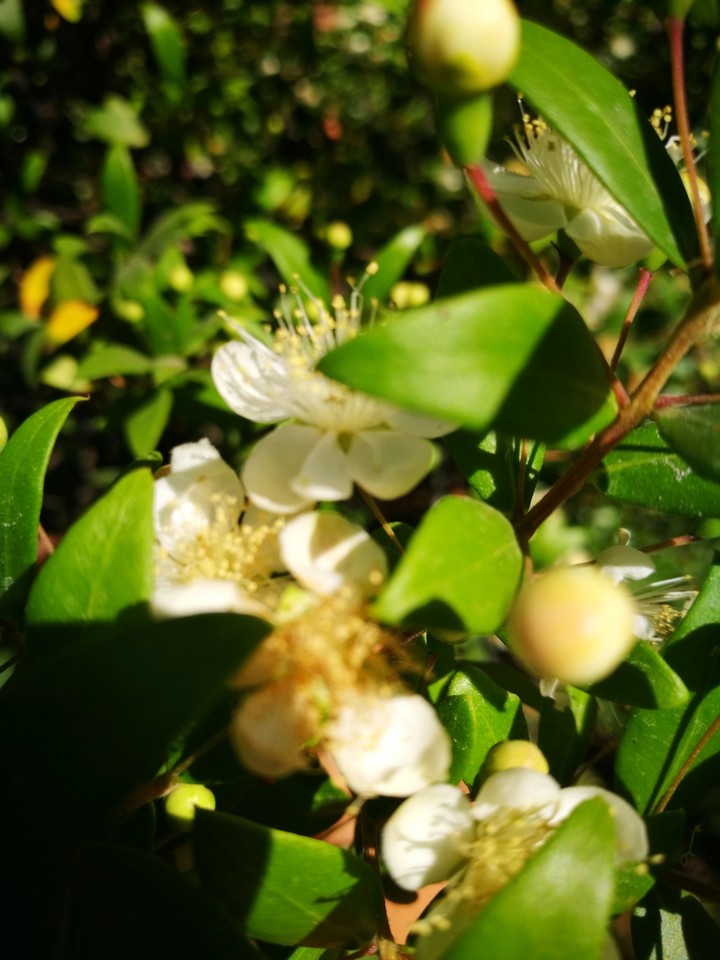 flor de casa