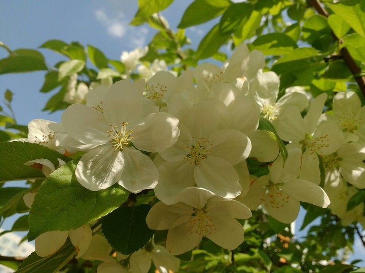 spring