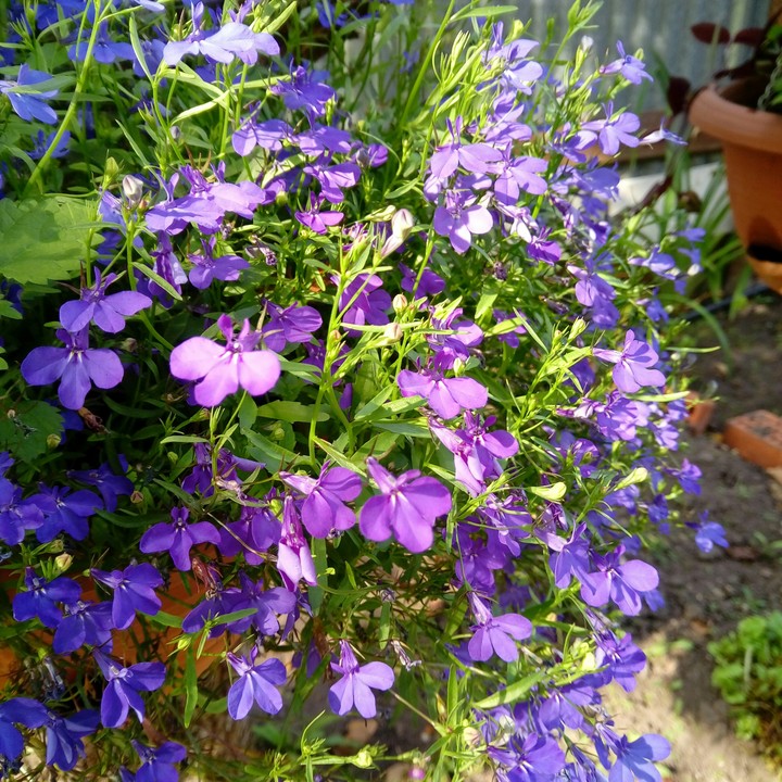 lobelia