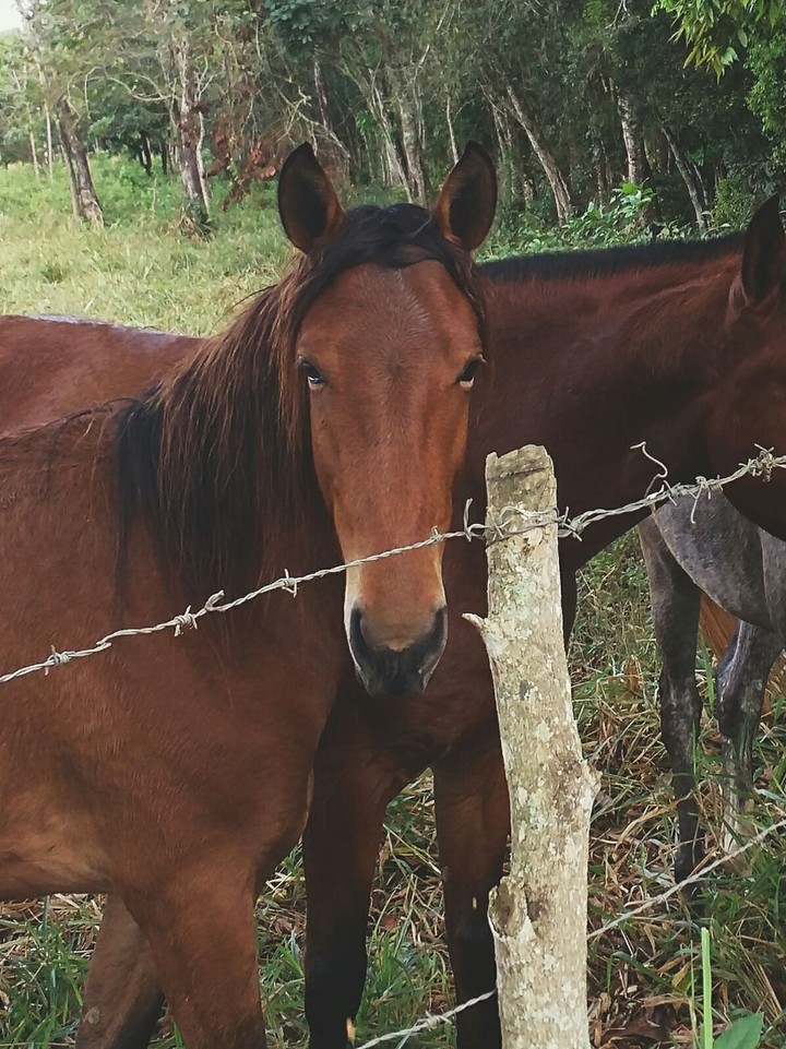 Horse