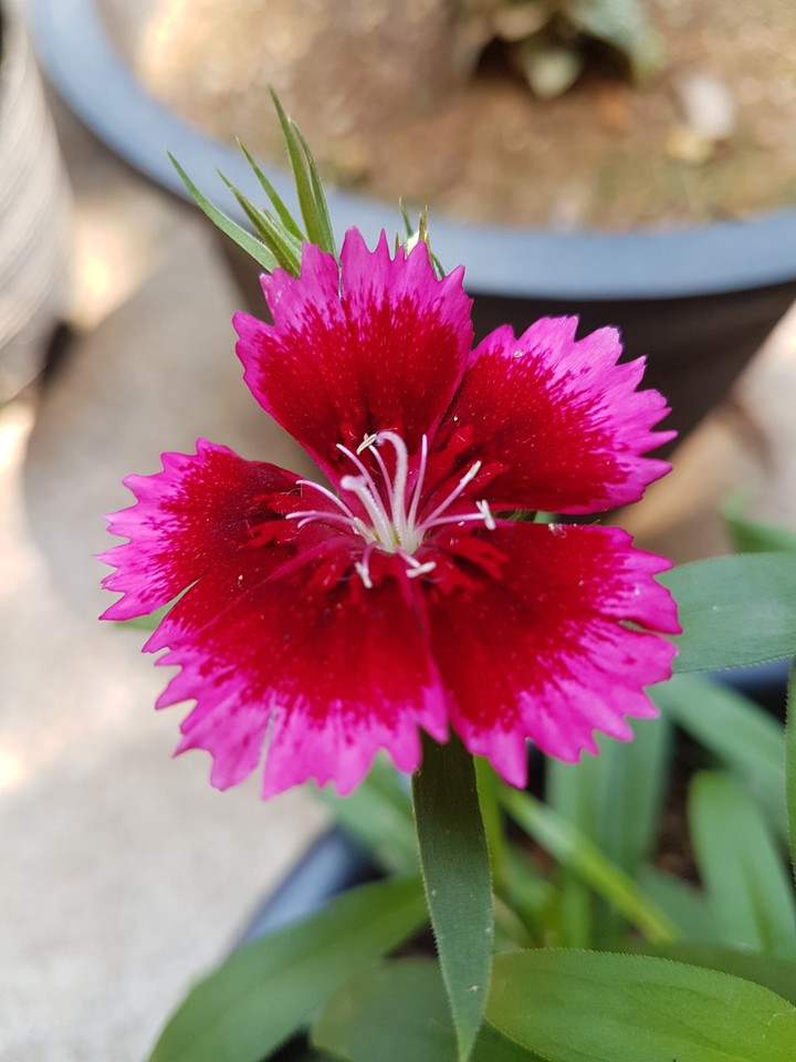 flower