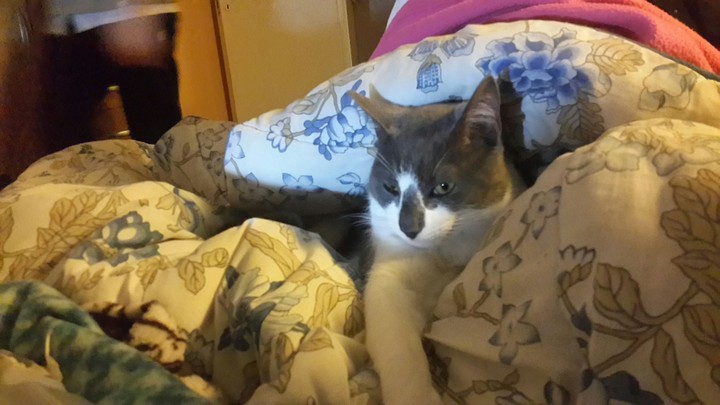 gatto