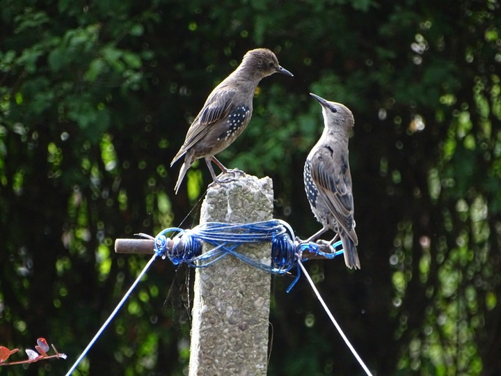 Birds