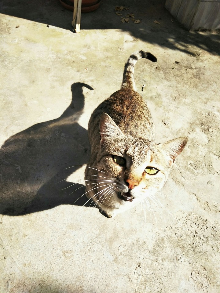 cat on fire
