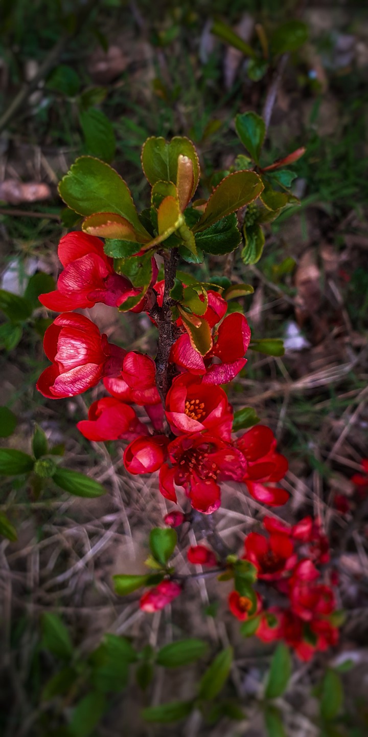 Red flowers