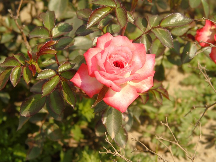 rose