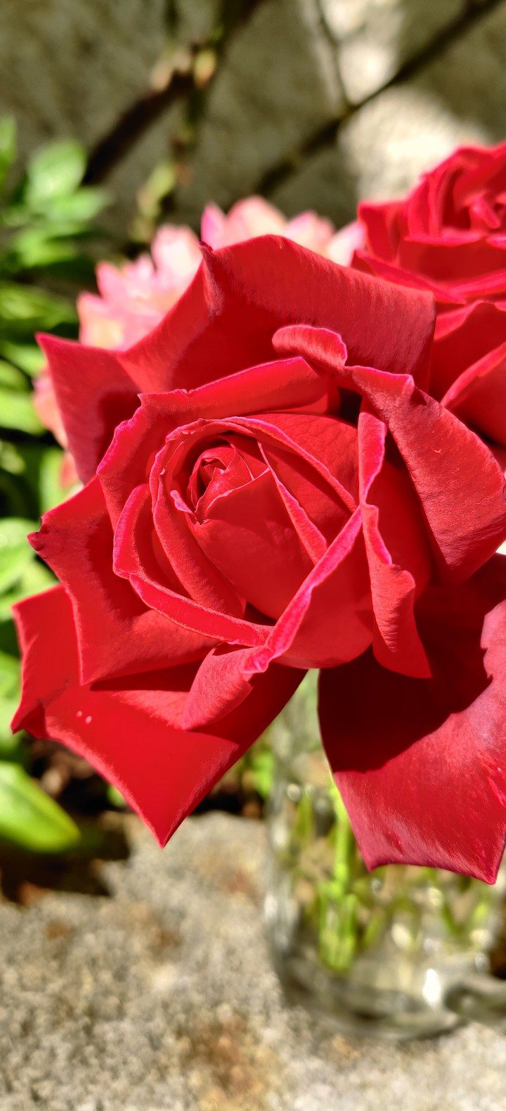 Red rose