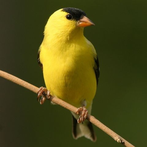 pretty bird