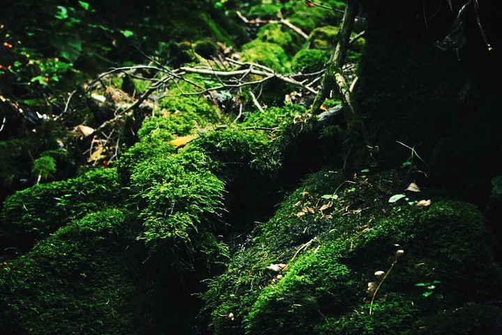 Forest