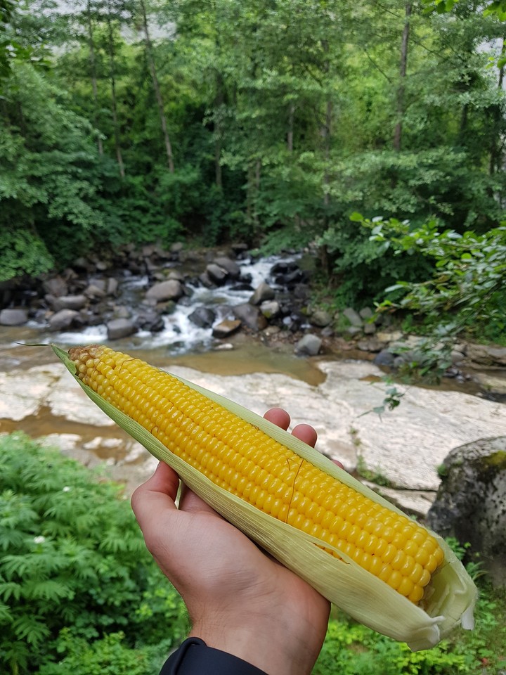 Karadeniz Mısırı
