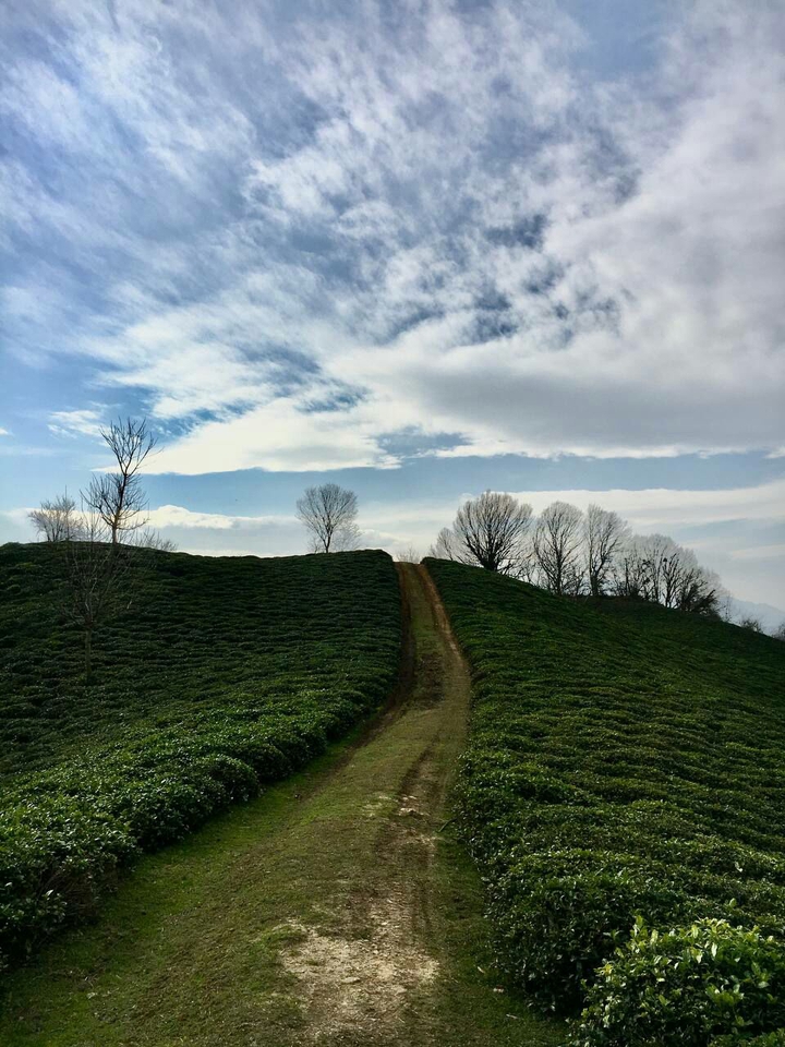 jangal tarik