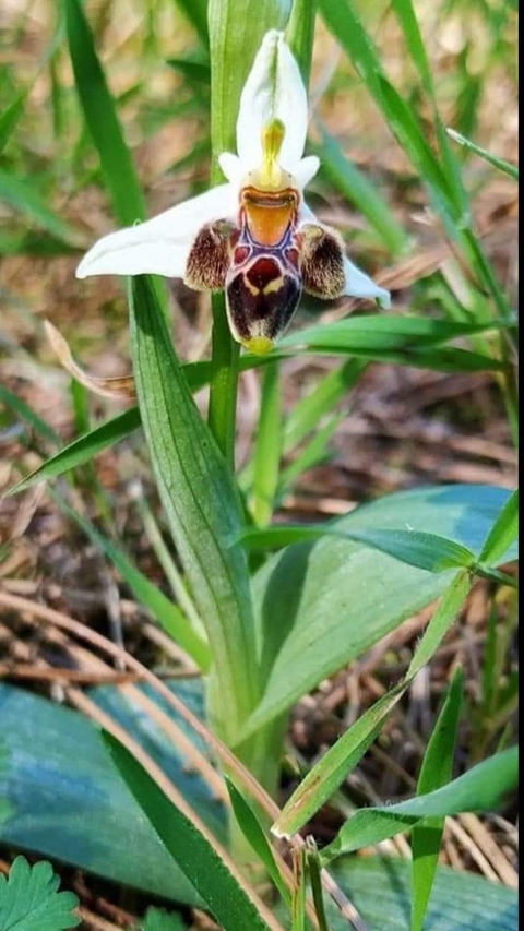 רקעים wildflower, flower
