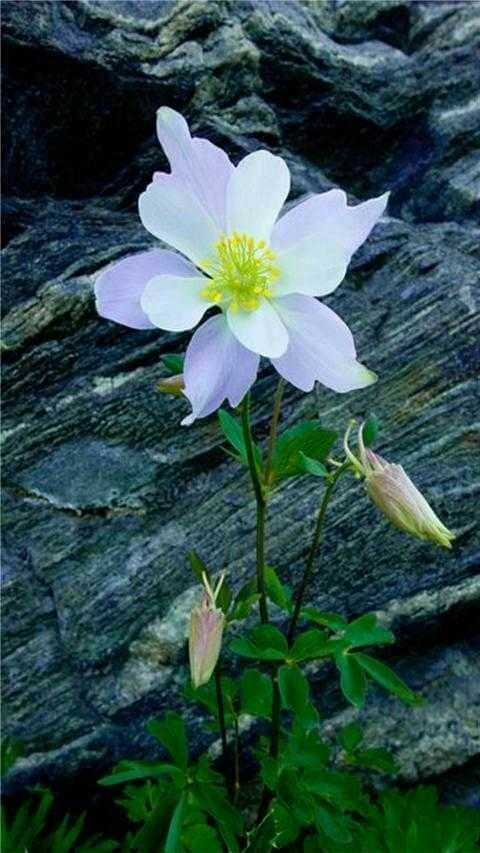 Unique Flower .
