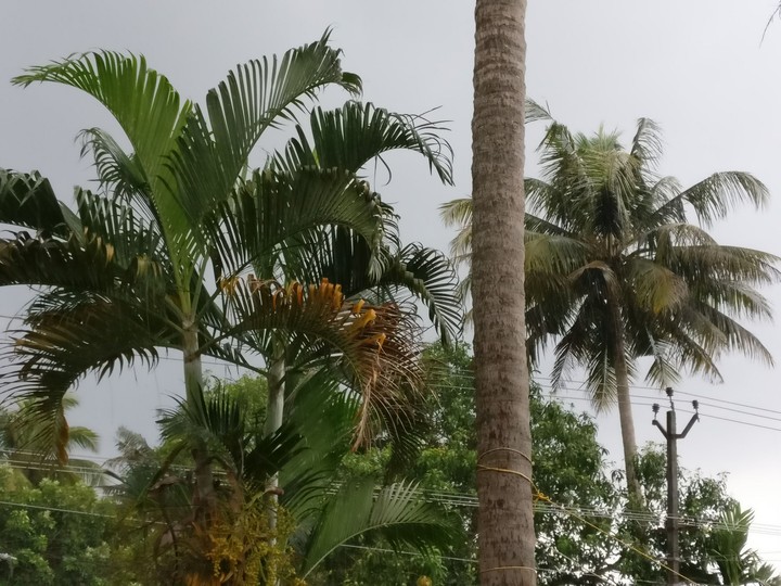 Happy Rain