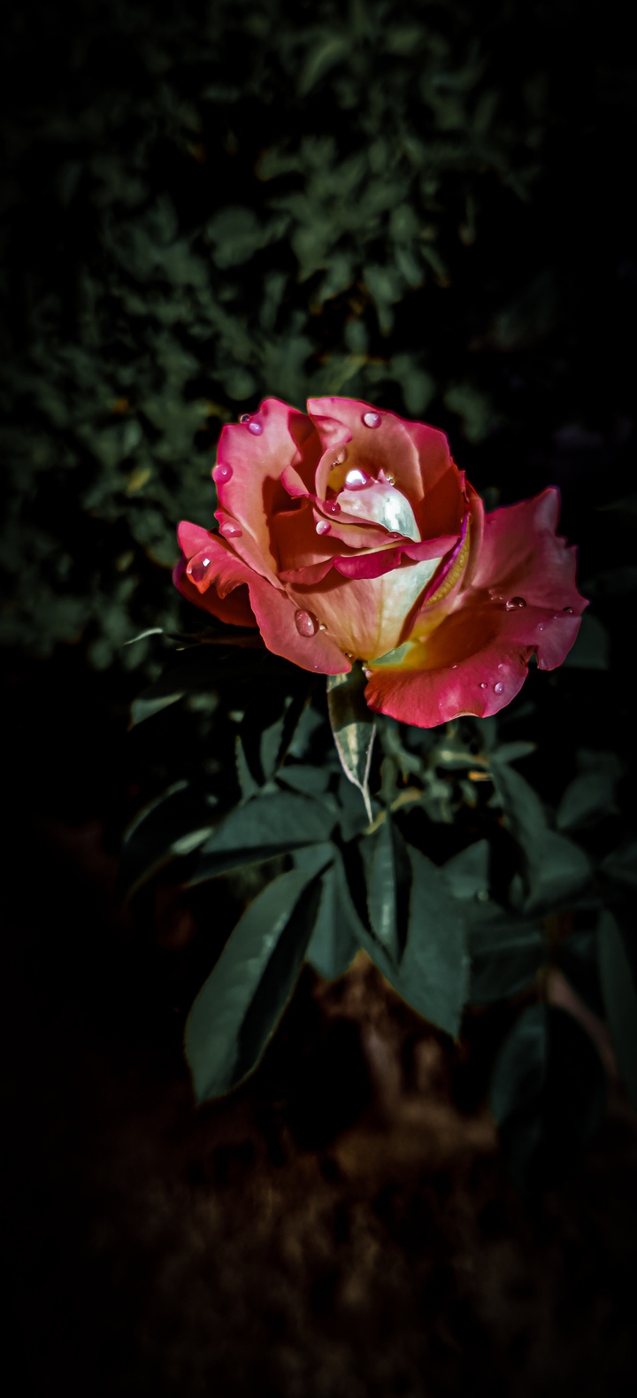 Rose flower wallpaper