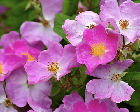 רקעים botany, pink