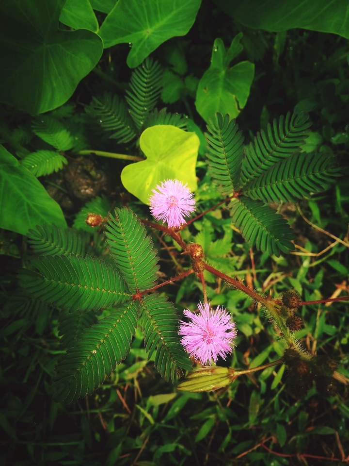 couple flowers