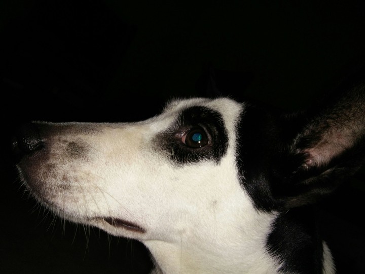 The termite hunter....