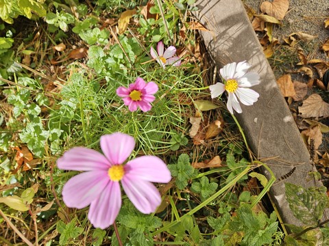 Flower, Petal, Yellow