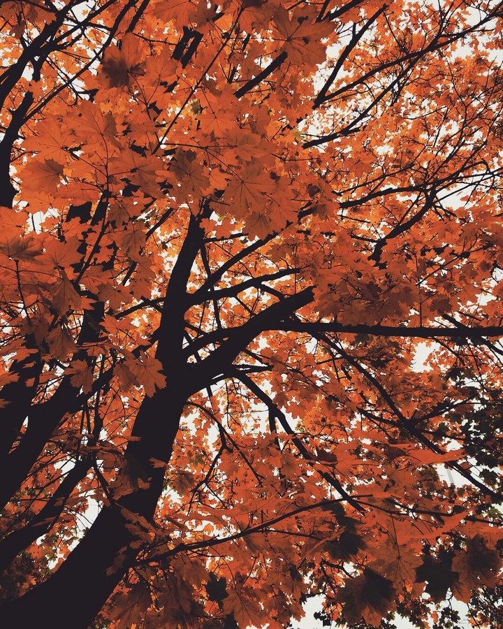 leaves