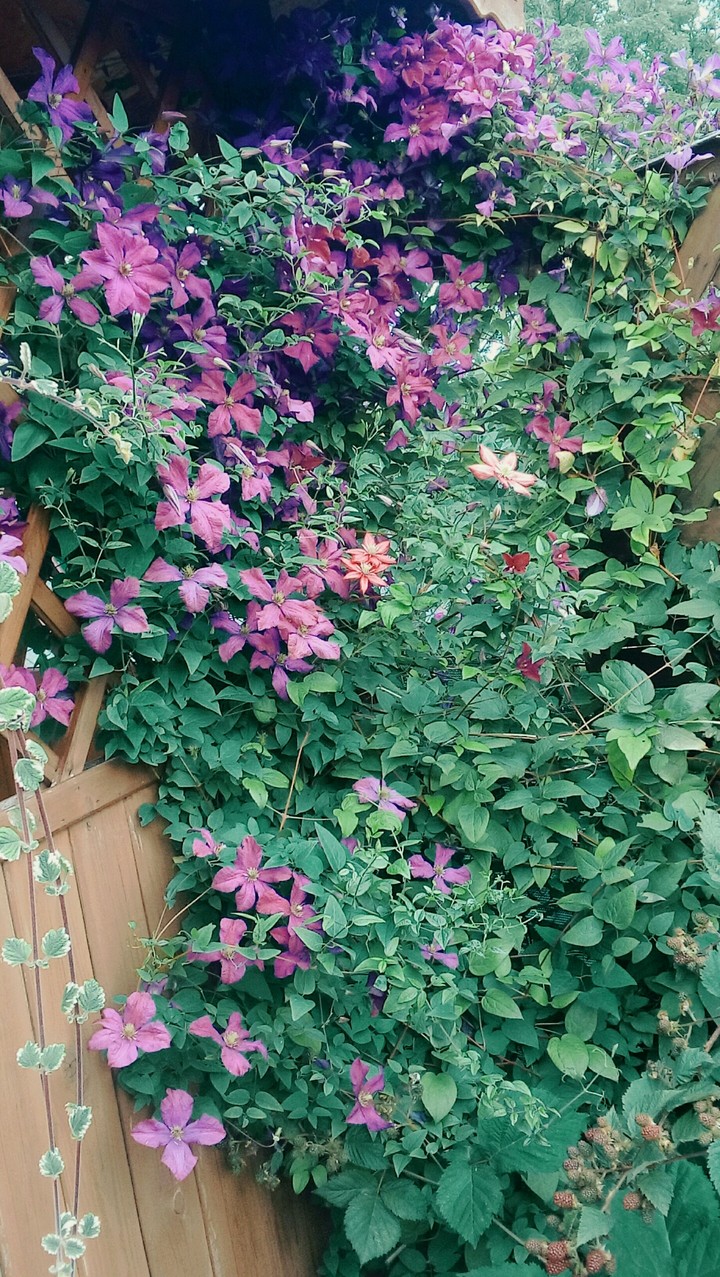 flower