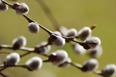 catkin
