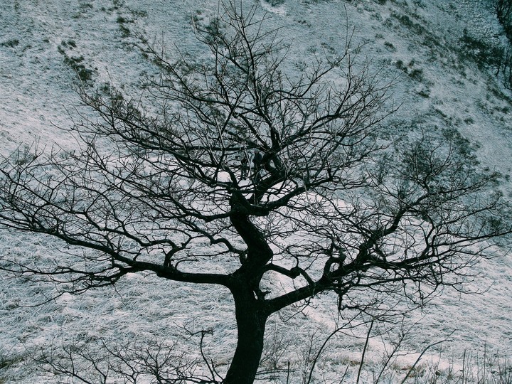 tree in the mountains