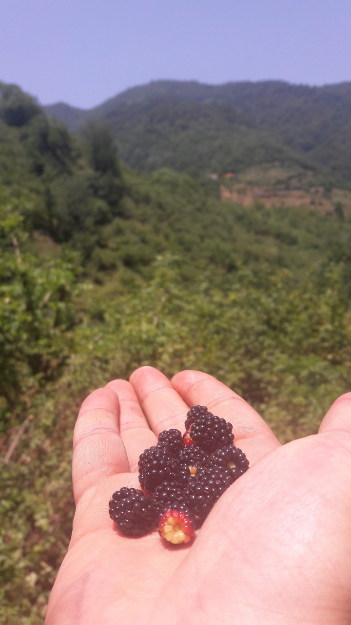 Raspberries