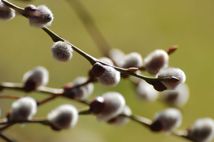 catkin