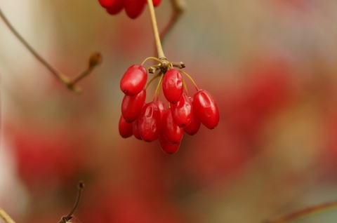 sfondi berry, flora