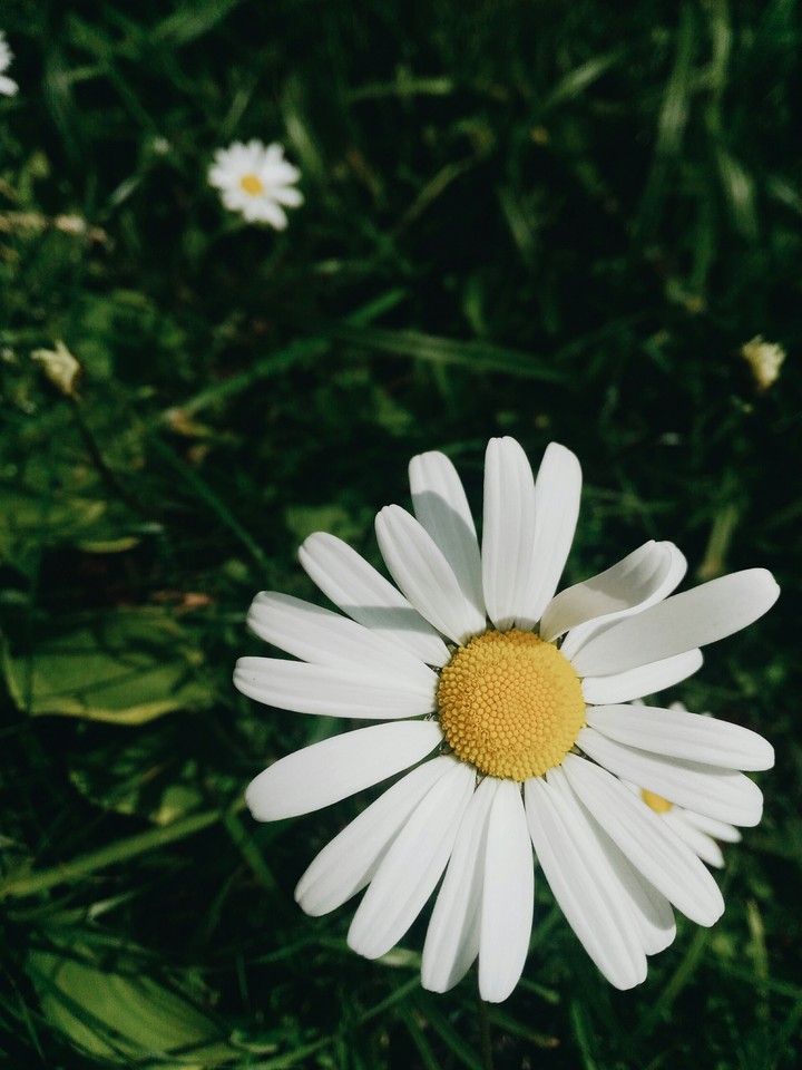 chamomile