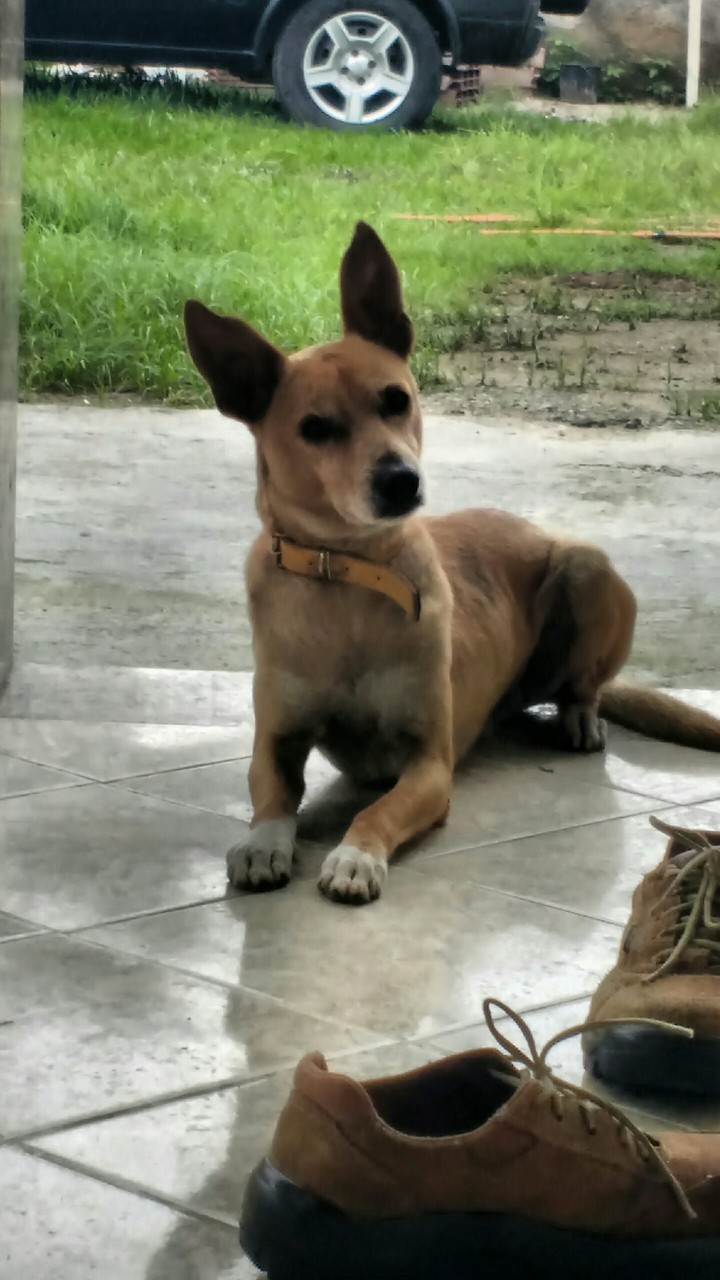 Um lindo cachorrinho ❤❤❤❤❤