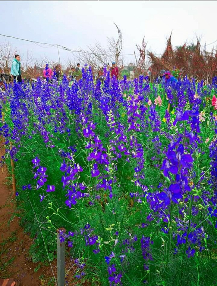 violet