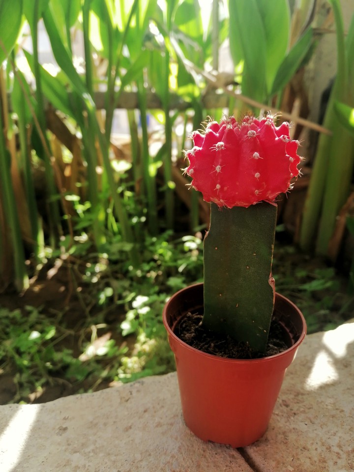 cacti lover