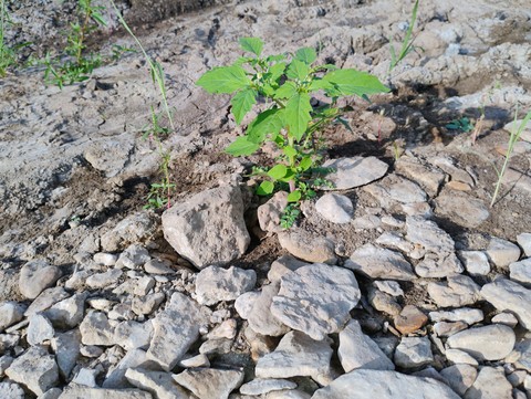 Plant at the river bed