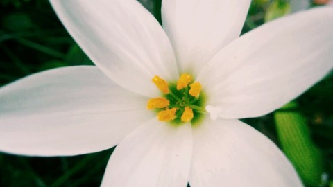flora, Pollen壁紙