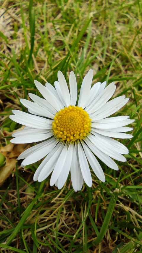 Daisy