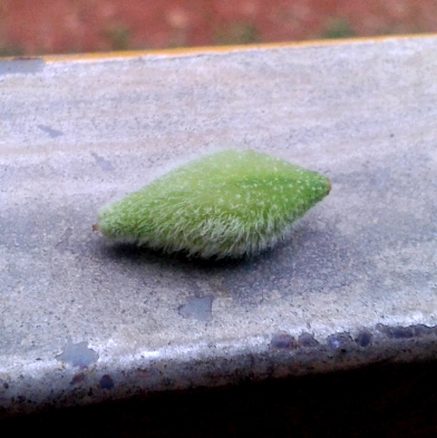 seed