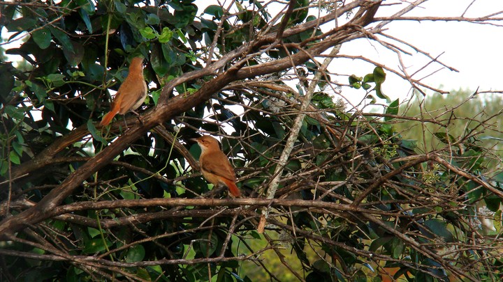 Aves